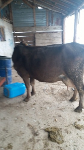 Vand  vaca cu vitea langa ea s