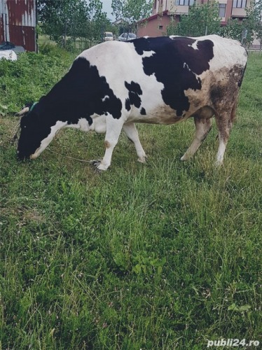 Vand vaca Holstain originala g
