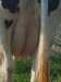 Vand vaca Holstein originala