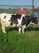 Vand vaca Holstein originala