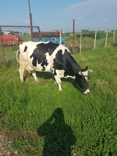 Vand vaca Holstein originala