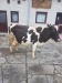 holstein si