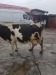 vand vaca holstein pe punctul 