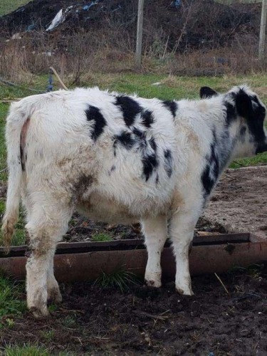 Vand vitei pentru carne in viu