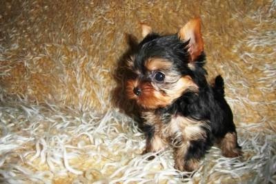 Yorkshire Terrier   Yorkie